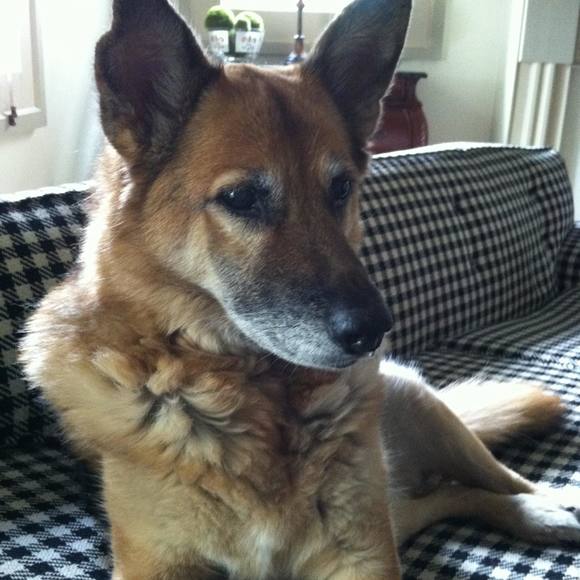 Meet your Posher, Tara - Picture 1 of 1